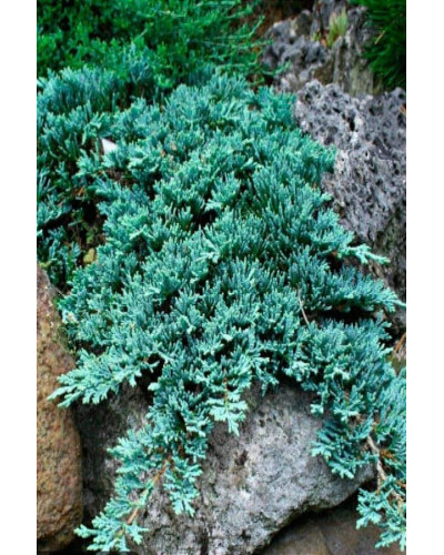 Ялівець горизонтальный Айс Блю® Монбер® | Juniperus horizontalis Icee Blue® / Monber® | Можжевельник горизонтальный Айс Блю® / Монбер®