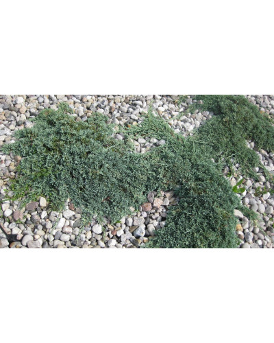 Ялівець горизонтальный Айс Блю® Монбер® | Juniperus horizontalis Icee Blue® / Monber® | Можжевельник горизонтальный Айс Блю® / Монбер®