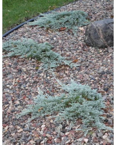 Ялівець горизонтальный Айс Блю® Монбер® | Juniperus horizontalis Icee Blue® / Monber® | Можжевельник горизонтальный Айс Блю® / Монбер®