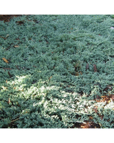 Ялівець горизонтальный Айс Блю® Монбер® | Juniperus horizontalis Icee Blue® / Monber® | Можжевельник горизонтальный Айс Блю® / Монбер®