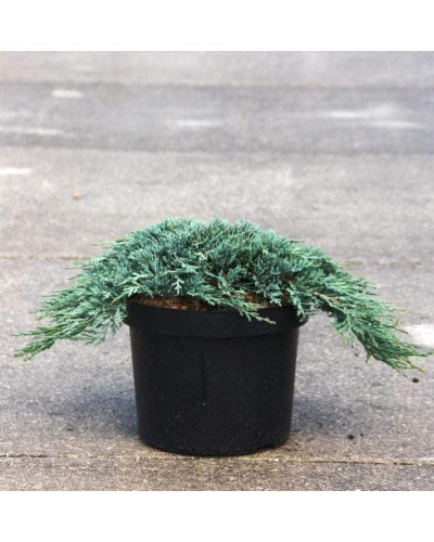 Ялівець горизонтальный Айс Блю® Монбер® | Juniperus horizontalis Icee Blue® / Monber® | Можжевельник горизонтальный Айс Блю® / Монбер®