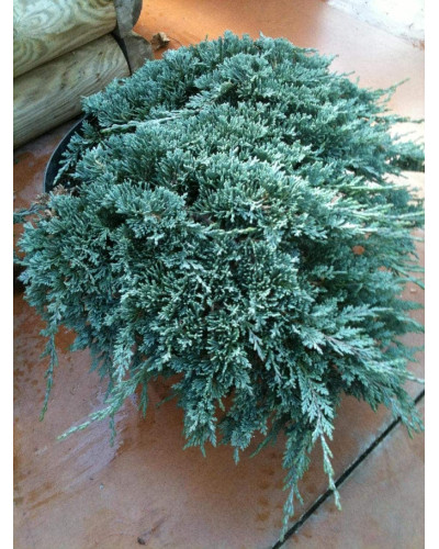 Ялівець горизонтальный Айс Блю® Монбер® | Juniperus horizontalis Icee Blue® / Monber® | Можжевельник горизонтальный Айс Блю® / Монбер®