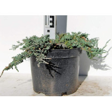 Ялівець горизонтальный Айс Блю® Монбер® | Juniperus horizontalis Icee Blue® / Monber® | Можжевельник горизонтальный Айс Блю® / Монбер®