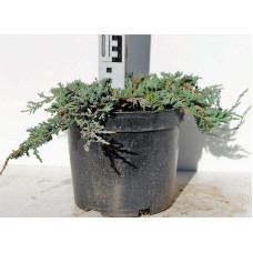 Ялівець горизонтальный Айс Блю® Монбер® | Juniperus horizontalis Icee Blue® / Monber® | Можжевельник горизонтальный Айс Блю® / Монбер®