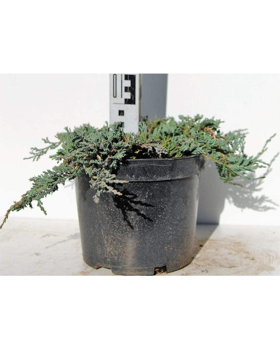 Ялівець горизонтальный Айс Блю® Монбер® | Juniperus horizontalis Icee Blue® / Monber® | Можжевельник горизонтальный Айс Блю® / Монбер®