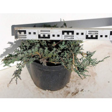 Ялівець горизонтальный Айс Блю® Монбер® | Juniperus horizontalis Icee Blue® / Monber® | Можжевельник горизонтальный Айс Блю® / Монбер®