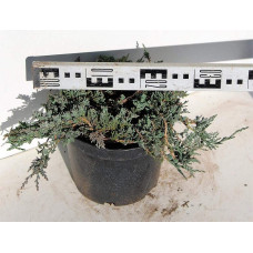 Ялівець горизонтальный Айс Блю® Монбер® | Juniperus horizontalis Icee Blue® / Monber® | Можжевельник горизонтальный Айс Блю® / Монбер®