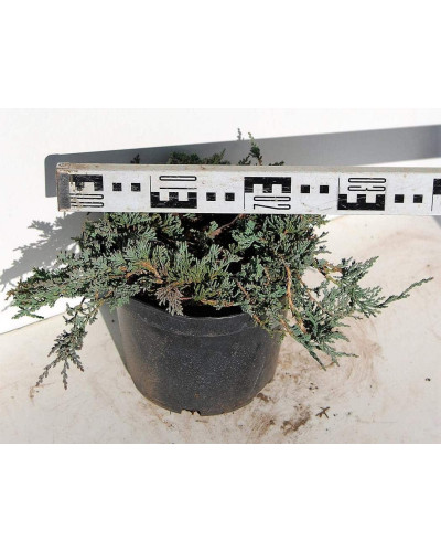 Ялівець горизонтальный Айс Блю® Монбер® | Juniperus horizontalis Icee Blue® / Monber® | Можжевельник горизонтальный Айс Блю® / Монбер®