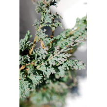 Ялівець горизонтальный Айс Блю® Монбер® | Juniperus horizontalis Icee Blue® / Monber® | Можжевельник горизонтальный Айс Блю® / Монбер®