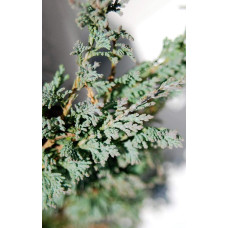 Ялівець горизонтальный Айс Блю® Монбер® | Juniperus horizontalis Icee Blue® / Monber® | Можжевельник горизонтальный Айс Блю® / Монбер®