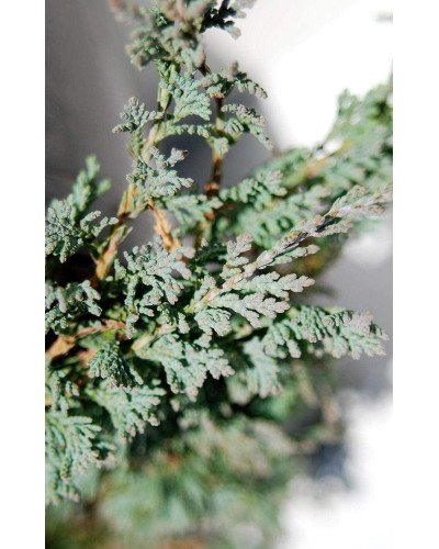 Ялівець горизонтальный Айс Блю® Монбер® | Juniperus horizontalis Icee Blue® / Monber® | Можжевельник горизонтальный Айс Блю® / Монбер®