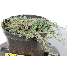 Ялівець горизонтальный Айс Блю® Монбер® | Juniperus horizontalis Icee Blue® / Monber® | Можжевельник горизонтальный Айс Блю® / Монбер®