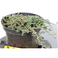 Ялівець горизонтальный Айс Блю® Монбер® | Juniperus horizontalis Icee Blue® / Monber® | Можжевельник горизонтальный Айс Блю® / Монбер®