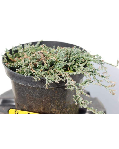Ялівець горизонтальный Айс Блю® Монбер® | Juniperus horizontalis Icee Blue® / Monber® | Можжевельник горизонтальный Айс Блю® / Монбер®
