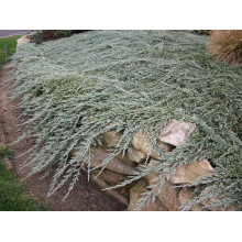 Ялівець горизонтальный Айс Блю® Монбер® | Juniperus horizontalis Icee Blue® / Monber® | Можжевельник горизонтальный Айс Блю® / Монбер®