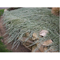 Ялівець горизонтальный Айс Блю® Монбер® | Juniperus horizontalis Icee Blue® / Monber® | Можжевельник горизонтальный Айс Блю® / Монбер®
