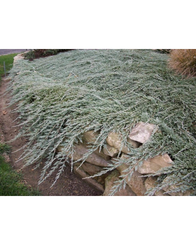 Ялівець горизонтальный Айс Блю® Монбер® | Juniperus horizontalis Icee Blue® / Monber® | Можжевельник горизонтальный Айс Блю® / Монбер®