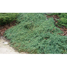 Ялівець горизонтальный Айс Блю® Монбер® | Juniperus horizontalis Icee Blue® / Monber® | Можжевельник горизонтальный Айс Блю® / Монбер®