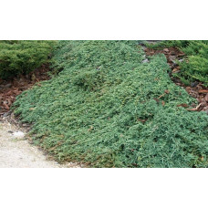 Ялівець горизонтальный Айс Блю® Монбер® | Juniperus horizontalis Icee Blue® / Monber® | Можжевельник горизонтальный Айс Блю® / Монбер®