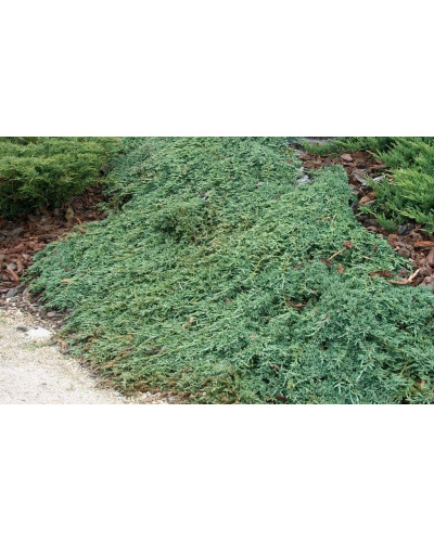 Ялівець горизонтальный Айс Блю® Монбер® | Juniperus horizontalis Icee Blue® / Monber® | Можжевельник горизонтальный Айс Блю® / Монбер®