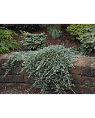 Ялівець горизонтальный Айс Блю® Монбер® | Juniperus horizontalis Icee Blue® / Monber® | Можжевельник горизонтальный Айс Блю® / Монбер®