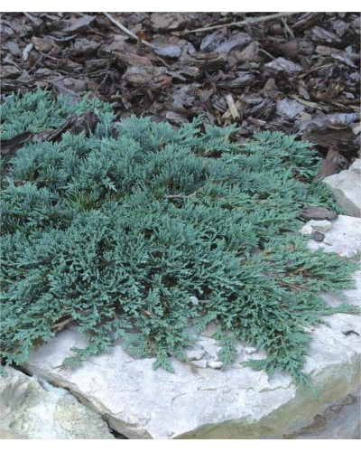 Ялівець горизонтальный Айс Блю® Монбер® | Juniperus horizontalis Icee Blue® / Monber® | Можжевельник горизонтальный Айс Блю® / Монбер®