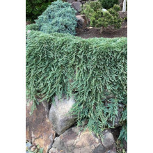 Ялівець горизонтальний Панкейк | Juniperus horizontalis Pancake | Можжевельник горизонтальный Панкейк