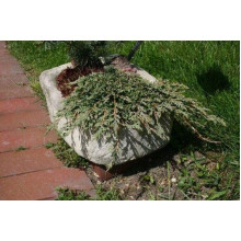 Ялівець горизонтальний Панкейк | Juniperus horizontalis Pancake | Можжевельник горизонтальный Панкейк