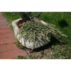 Ялівець горизонтальний Панкейк | Juniperus horizontalis Pancake | Можжевельник горизонтальный Панкейк