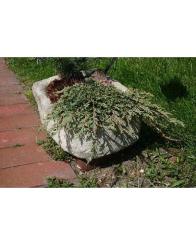 Ялівець горизонтальний Панкейк | Juniperus horizontalis Pancake | Можжевельник горизонтальный Панкейк