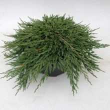 Ялівець горизонтальний Панкейк | Juniperus horizontalis Pancake | Можжевельник горизонтальный Панкейк