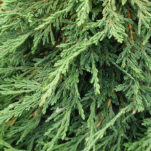 Ялівець горизонтальний Панкейк | Juniperus horizontalis Pancake | Можжевельник горизонтальный Панкейк