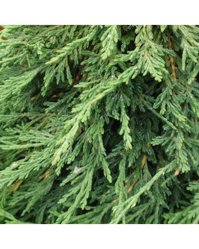 Ялівець горизонтальний Панкейк | Juniperus horizontalis Pancake | Можжевельник горизонтальный Панкейк