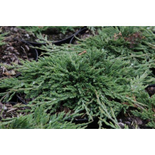 Ялівець горизонтальний Панкейк | Juniperus horizontalis Pancake | Можжевельник горизонтальный Панкейк