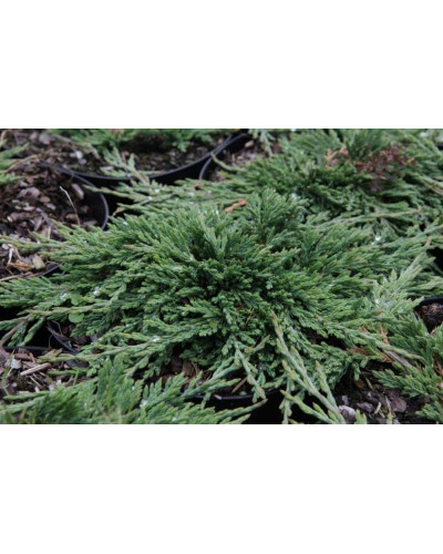 Ялівець горизонтальний Панкейк | Juniperus horizontalis Pancake | Можжевельник горизонтальный Панкейк