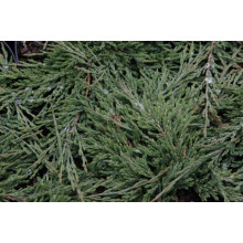 Ялівець горизонтальний Панкейк | Juniperus horizontalis Pancake | Можжевельник горизонтальный Панкейк