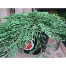Ялівець горизонтальний Панкейк | Juniperus horizontalis Pancake | Можжевельник горизонтальный Панкейк