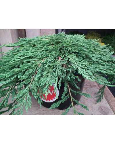Ялівець горизонтальний Панкейк | Juniperus horizontalis Pancake | Можжевельник горизонтальный Панкейк