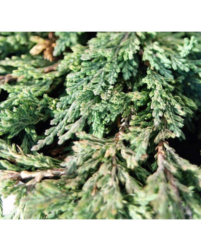 Ялівець горизонтальний Панкейк | Juniperus horizontalis Pancake | Можжевельник горизонтальный Панкейк