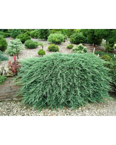 Ялівець горизонтальний Панкейк | Juniperus horizontalis Pancake | Можжевельник горизонтальный Панкейк