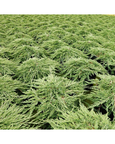 Ялівець горизонтальний Панкейк | Juniperus horizontalis Pancake | Можжевельник горизонтальный Панкейк
