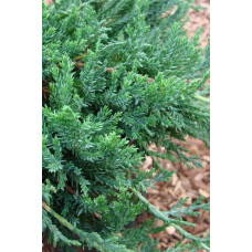 Ялівець горизонтальний Глаука | Juniperus horizontalis Glauca | Можжевельник горизонтальный Глаука