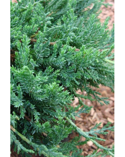 Ялівець горизонтальний Глаука | Juniperus horizontalis Glauca | Можжевельник горизонтальный Глаука