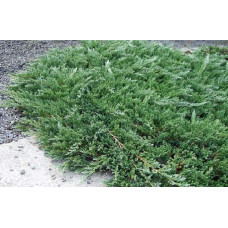 Ялівець горизонтальний Глаука | Juniperus horizontalis Glauca | Можжевельник горизонтальный Глаука