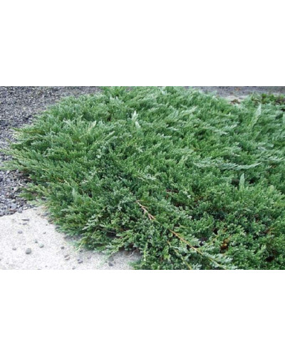 Ялівець горизонтальний Глаука | Juniperus horizontalis Glauca | Можжевельник горизонтальный Глаука