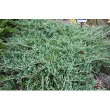 Ялівець горизонтальний Глаука | Juniperus horizontalis Glauca | Можжевельник горизонтальный Глаука