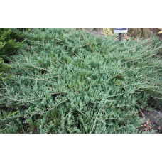 Ялівець горизонтальний Глаука | Juniperus horizontalis Glauca | Можжевельник горизонтальный Глаука