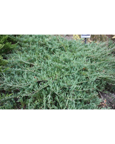 Ялівець горизонтальний Глаука | Juniperus horizontalis Glauca | Можжевельник горизонтальный Глаука