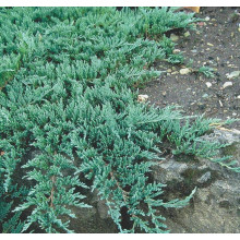 Ялівець горизонтальний Глаука | Juniperus horizontalis Glauca | Можжевельник горизонтальный Глаука