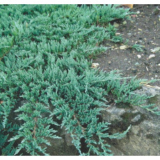 Ялівець горизонтальний Глаука | Juniperus horizontalis Glauca | Можжевельник горизонтальный Глаука